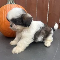 Peanut, a male Shih Tzu for sale in Macomb Township, MI – 9 of 9