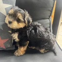 Louis, a male Morkie for sale in Macomb Township, MI – 6 of 7
