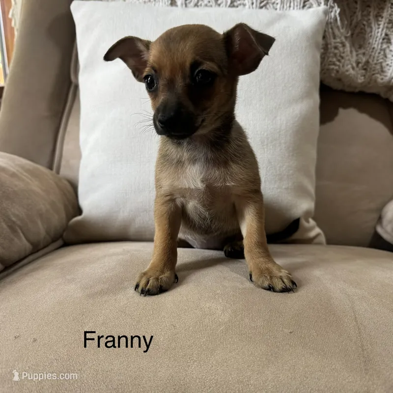 Franny – Chihuahua puppy for sale in Macomb Township, MI