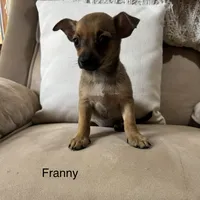 Franny, a female Chihuahua for sale in Macomb Township, MI – 1 of 5