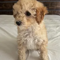 Honey, a male Poodle - Toy  for sale in Macomb Township, MI – 3 of 3