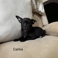 Carlos, a male Chihuahua for sale in Macomb Township, MI – 3 of 7