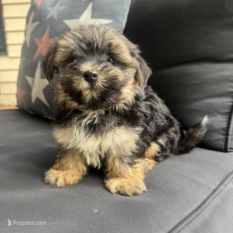 Cam – Morkie puppy for sale in Macomb Township, MI
