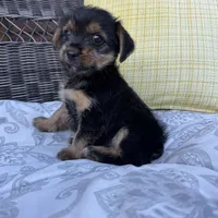Emma , a female Shorkie for sale in Macomb Township, MI – 4 of 7