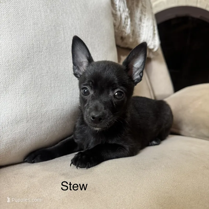 Stew – Chihuahua puppy for sale in Macomb Township, MI