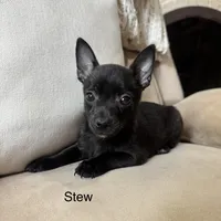 Stew, a male Chihuahua for sale in Macomb Township, MI – 1 of 5