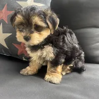 Louis , a male Maltese and Yorkshire Terrier for sale in Macomb Township, MI – 3 of 8