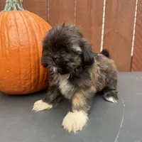 Sprinkles, a female Shih Tzu for sale in Macomb Township, MI – 6 of 9