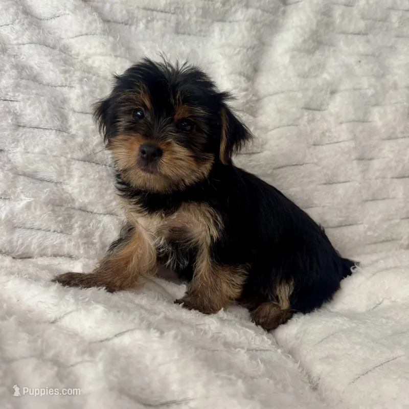 Bruce – Yorkshire Terrier puppy for sale in Macomb Township, MI