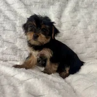 Bruce, a male Yorkshire Terrier for sale in Macomb Township, MI – 1 of 6