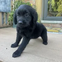 Lily , a female Golden Retriever and Bernedoodle for sale in Macomb Township, MI – 6 of 7
