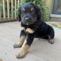 Nate, a male Golden Retriever and Bernedoodle for sale in Macomb Township, MI – 5 of 6