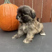 Waffle, a male Shih Tzu for sale in Macomb Township, MI – 3 of 10