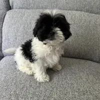 Kevin, a male Shih Tzu for sale in Macomb Township, MI – 4 of 5