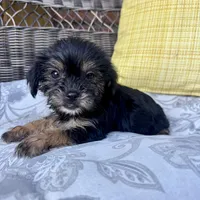 Monica , a female Shih Tzu and Yorkshire Terrier for sale in Macomb Township, MI – 5 of 7