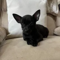 Stew, a male Chihuahua for sale in Macomb Township, MI – 4 of 5