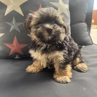 Cam, a male Maltese and Yorkshire Terrier for sale in Macomb Township, MI – 6 of 10