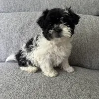 Stacey , a female Shih Tzu for sale in Macomb Township, MI – 3 of 4
