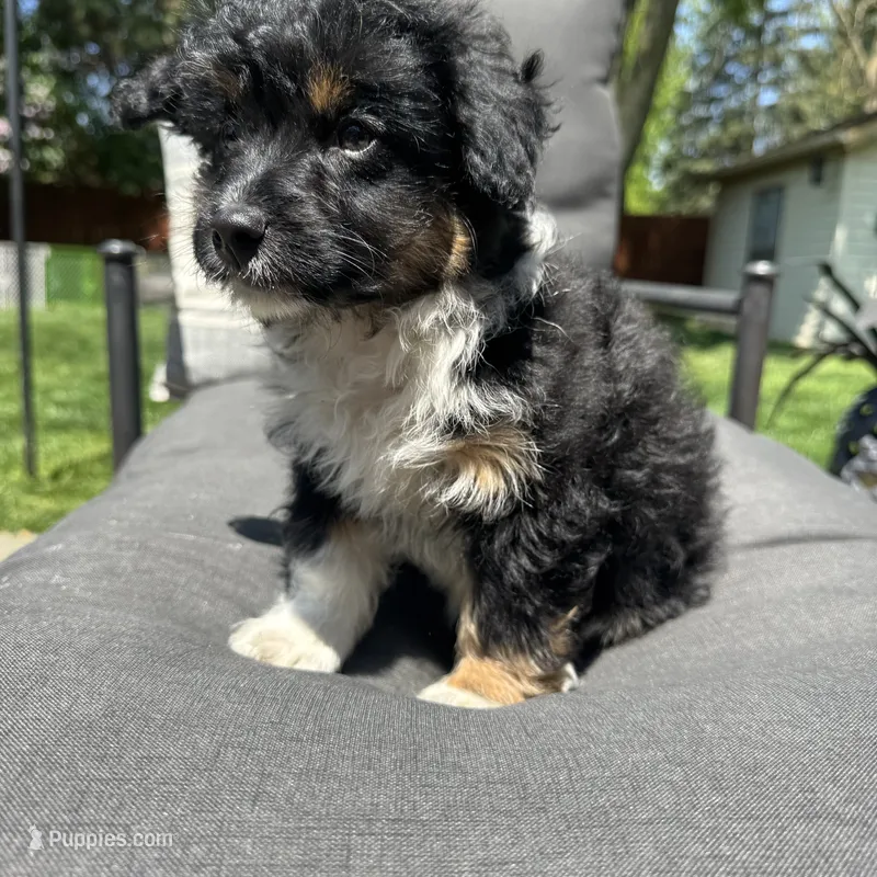 Lily  – Miniature Aussiedoodle puppy for sale in Macomb Township, MI