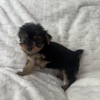 Bruce, a male Yorkshire Terrier for sale in Macomb Township, MI – 3 of 6