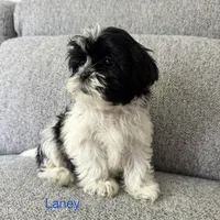 Laney, a female Shih Tzu for sale in Macomb Township, MI – 2 of 6