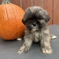 Waffle, a male Shih Tzu for sale in Macomb Township, MI – 7 of 10
