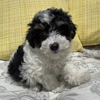 Oreo , a male Poodle - Miniature  for sale in Macomb Township, MI – 3 of 7