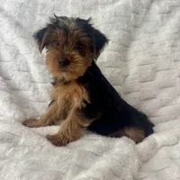 Johnny , a male Yorkshire Terrier for sale in Macomb Township, MI – 2 of 4