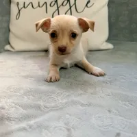 Stella, a female Chihuahua for sale in Macomb Township, MI – 1 of 6