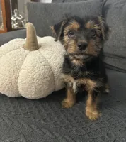 Pheobe, a female Shorkie for sale in Macomb Township, MI – 2 of 2