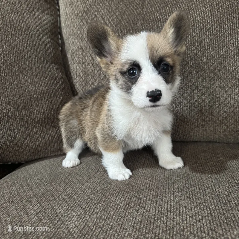 Chester  – Pembroke Welsh Corgi puppy for sale in Macomb Township, MI