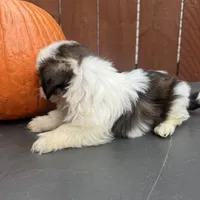 Peanut, a male Shih Tzu for sale in Macomb Township, MI – 7 of 9