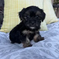Chandler, a male Shorkie for sale in Macomb Township, MI – 7 of 7