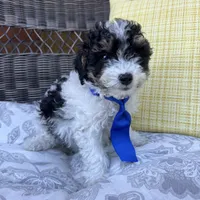 Oreo, a male Poodle - Toy  for sale in Macomb Township, MI – 3 of 5