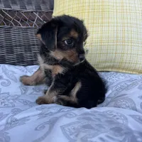 Emma , a female Shorkie for sale in Macomb Township, MI – 6 of 7