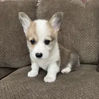 Cali , a female Pembroke Welsh Corgi for sale in Macomb Township, MI – 3 of 6