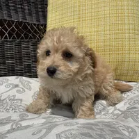 Bowie , a male Poodle - Miniature  for sale in Macomb Township, MI – 2 of 6