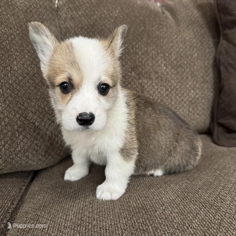 Cali  – Pembroke Welsh Corgi puppy for sale in Macomb Township, MI