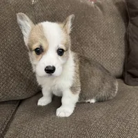 Cali , a female Pembroke Welsh Corgi for sale in Macomb Township, MI – 1 of 6