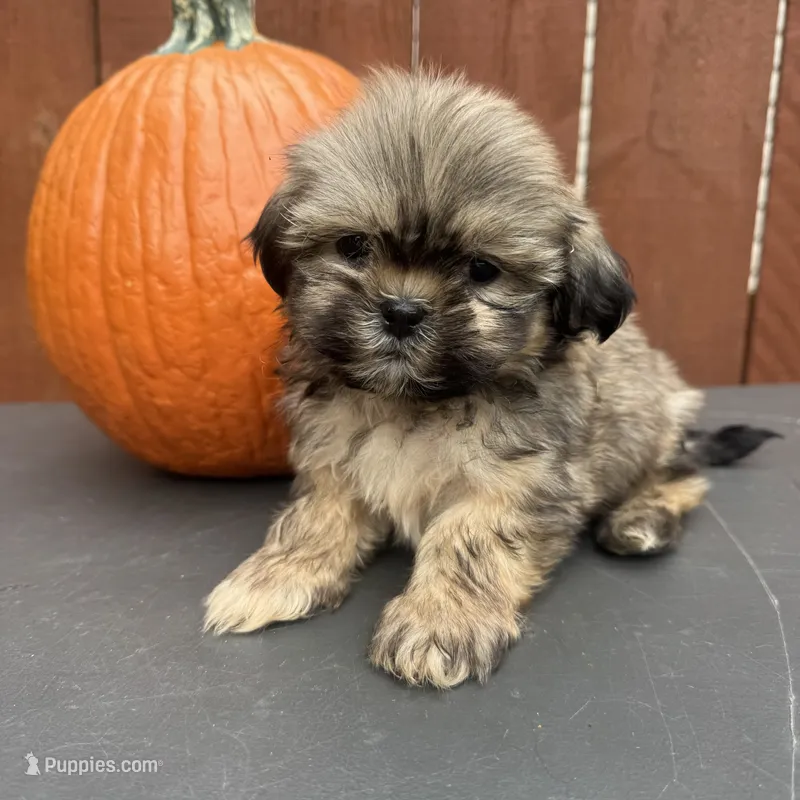 Carmel  – Shih Tzu puppy for sale in Macomb Township, MI