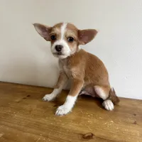 Luke, a male Chorkie for sale in Macomb Township, MI – 3 of 5