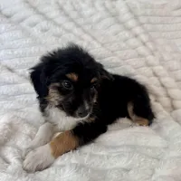 Bruno , a male Miniature Aussiedoodle for sale in Macomb Township, MI – Photo 3 of 5