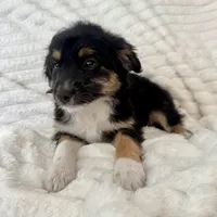 Bruno , a male Miniature Aussiedoodle for sale in Macomb Township, MI – Photo 5 of 5