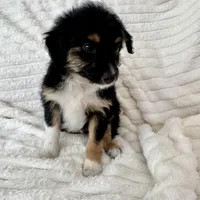 Bruno , a male Miniature Aussiedoodle for sale in Macomb Township, MI – Photo 4 of 5