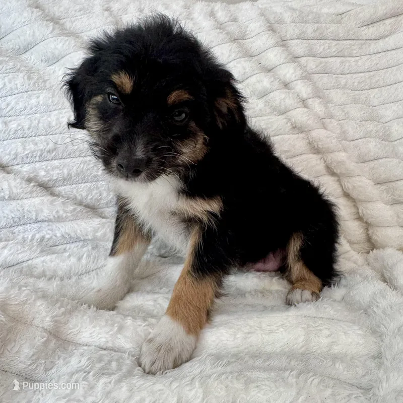 Bruno  – Miniature Aussiedoodle puppy for sale in Macomb Township, MI