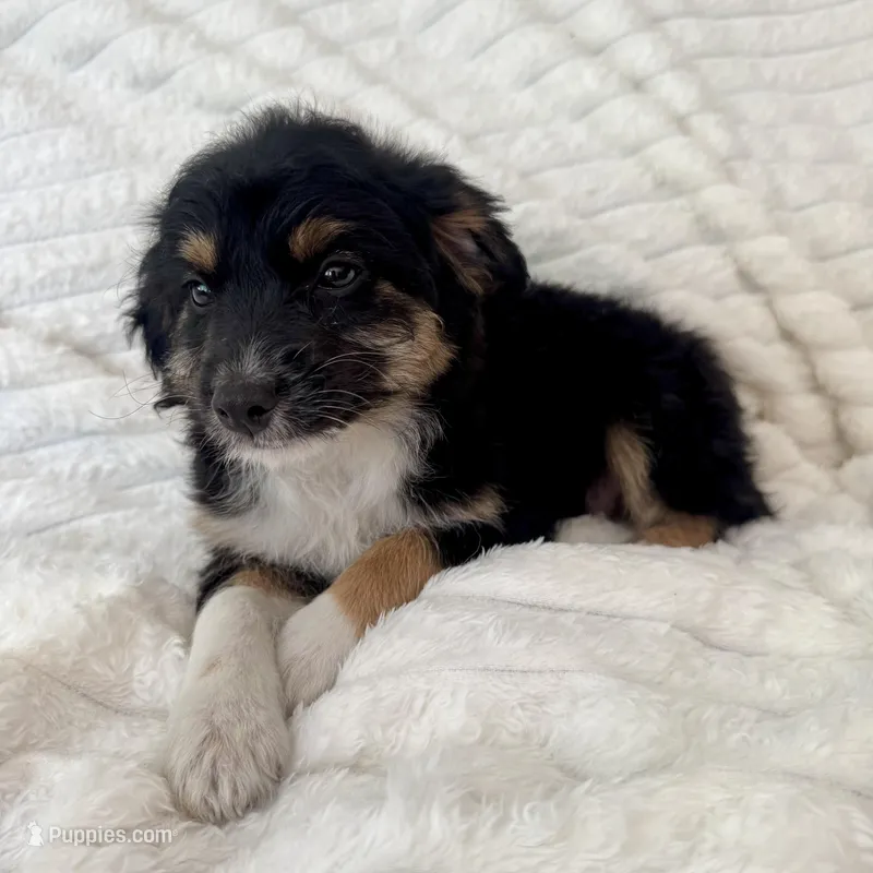 Bruno  – Miniature Aussiedoodle puppy for sale in Macomb Township, MI