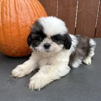 Peanut, a male Shih Tzu for sale in Macomb Township, MI – 2 of 9