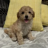 Honey , a male Poodle - Miniature  for sale in Macomb Township, MI – 3 of 6