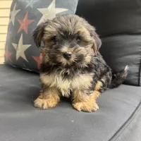Cam, a male Maltese and Yorkshire Terrier for sale in Macomb Township, MI – 10 of 10
