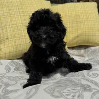 George , a male Poodle - Miniature  for sale in Macomb Township, MI – 7 of 7